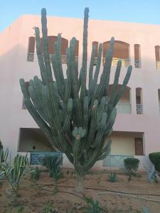 Sharm Bride Resort Aqua & SPA - 21
