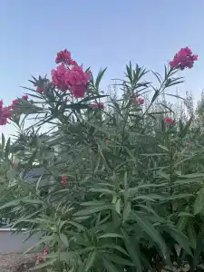 Asdem Park Otel - 98