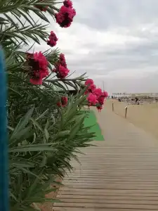 Tuı Magic Life Jacaranda - 50