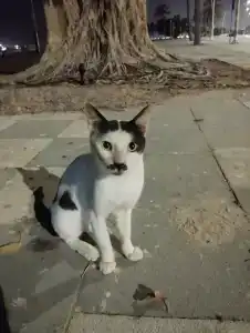 Oceanic Khorfakkan Resort & Spa - 77