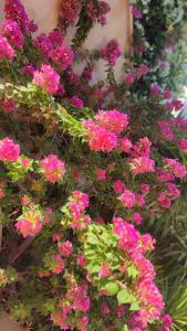 Novotel Sharm El-Sheikh - 86