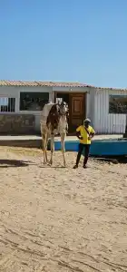 Amarina Abu Soma Resort & Aquapark - 91