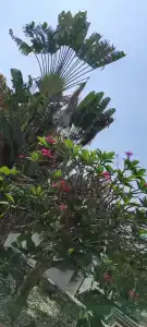 Best Bella Pattaya - 18