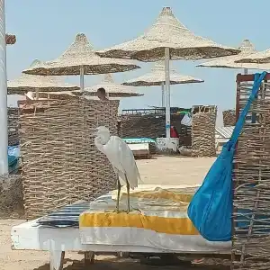 Hurghada Coral Beach - 27