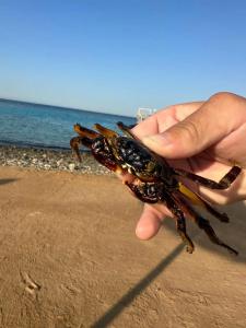 Hurghada Coral Beach - 11