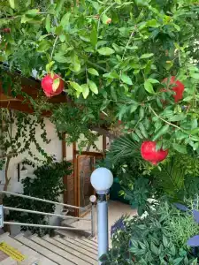 Villa Sonata - 40