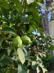 Crystal Flora Beach Resort - Ultimate All Inclusive - 88