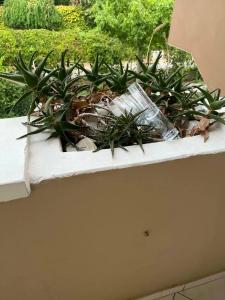 Club Paradiso & Resort - 78