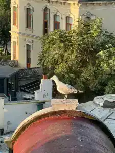 Sura Hagia Sophia - 18