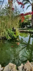 Belconti Resort - 48