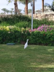 Pickalbatros Royal Grand Sharm - Adults Friendly 16 Years Plus - 84