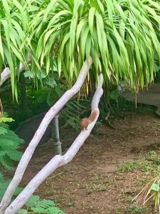 Sunshine Garden Resort - SHA Extra Plus - 47