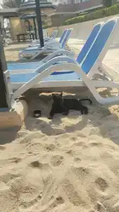 Oceanic Khorfakkan Resort & Spa - 58