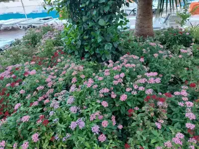 Concordia Celes Beach - Ultra All Inclusive - 84