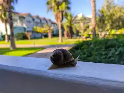 Euphoria Palm Beach Resort - 19