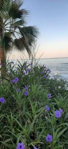 Kolibri - All Inclusive - 43