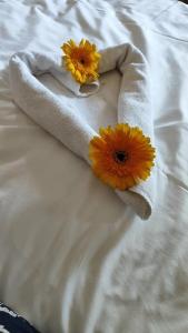 AQI Pegasos World - 60