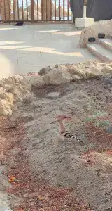 The Grand Sharm El Sheikh - 54