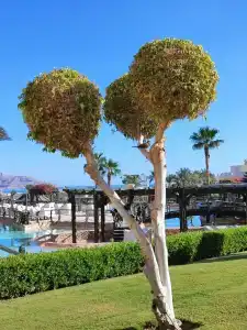 Charmillion Club Resort - 49