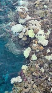 Grand Rotana Resort & Spa - 65