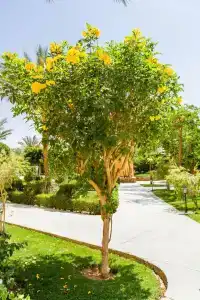 Jaz Makadi Saraya Palms - 7