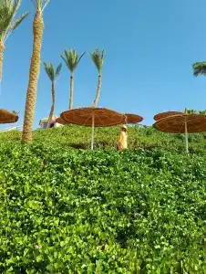 Nubian Island, Families and Couples only - 24