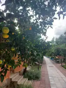 Ozlem Garden - All Inclusive - 84