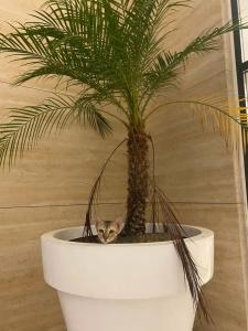 Royal M Fujairah Mall - 46