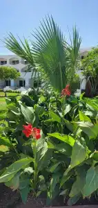 Baron Palms Adults Friendly Only 16 years plus Boutique Style - 48