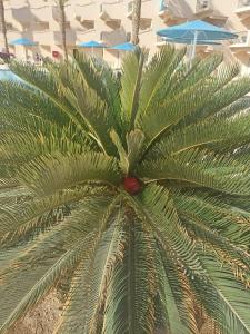 Pyramisa Beach Resort Sahl Hasheesh - 77