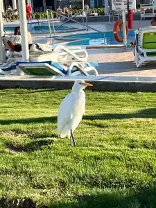 Pickalbatros Aqua Vista Resort - Hurghada - 12