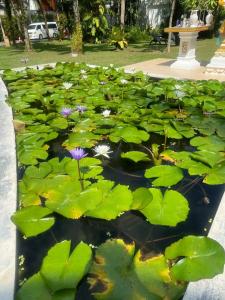 Naithonburi Beach Resort - SHA Extra Plus - 84