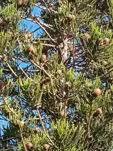 AQI Pegasos Club - 92