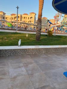Pickalbatros Aqua Park Resort - 81
