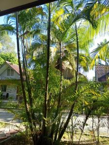 Coconut Bungalow - 37