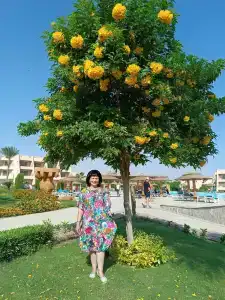 Jasmine Palace Resort - 46