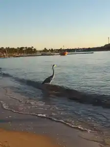 Cataract Layalina Naama Bay - 16