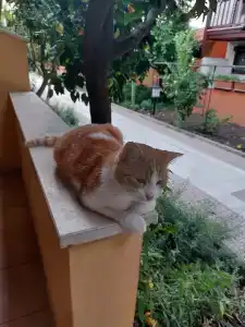 Ozlem Garden - All Inclusive - 25