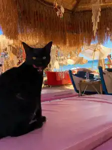 Rehana Sharm Resort - Aquapark & Spa - Couples and Family Only - 56