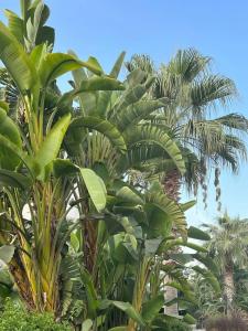 Ramada Resort By Wyndham Lara - 66