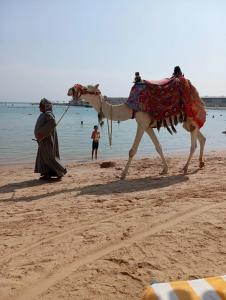 Swiss Inn Resort Hurghada - 66
