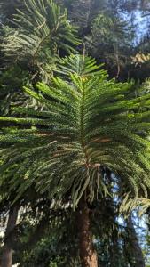 Armas Kaplan Paradise - 97