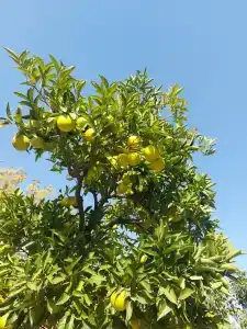 Ozlem Garden - All Inclusive - 55