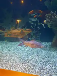 Titanic Mardan Palace - 67