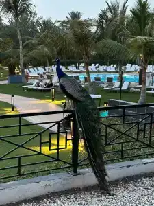 Le Royal Méridien Beach Resort & Spa - 73