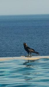 Reef Oasis Blue Bay Resort & Spa - 46