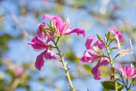 Mira Montra Resort Koh Mak - 17