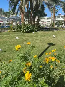 Amarina Abu Soma Resort & Aquapark - 62