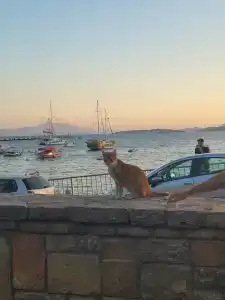 DIAMOND OF BODRUM - 67