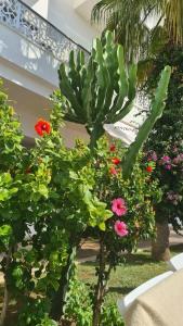 Calido Maris All Inclusive - 59